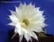 Benutzerbild von Echinopsis spez.
