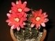 Avatar von ambroxol