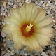 Avatar von Astrophytum P.