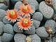 Avatar von lithops<3