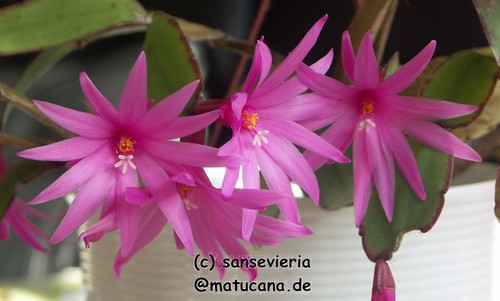 Rhipsalis, Lepismium und andere natürliche Epiphyten