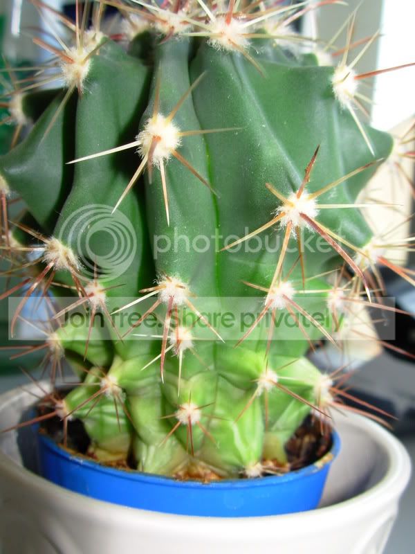 kaktus mensch Kaktus Cereus Künstlich - Künstliche Pflanzen main image 0