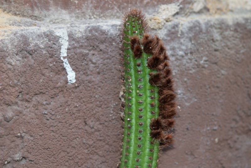 Bolivicereus Samaipatanus