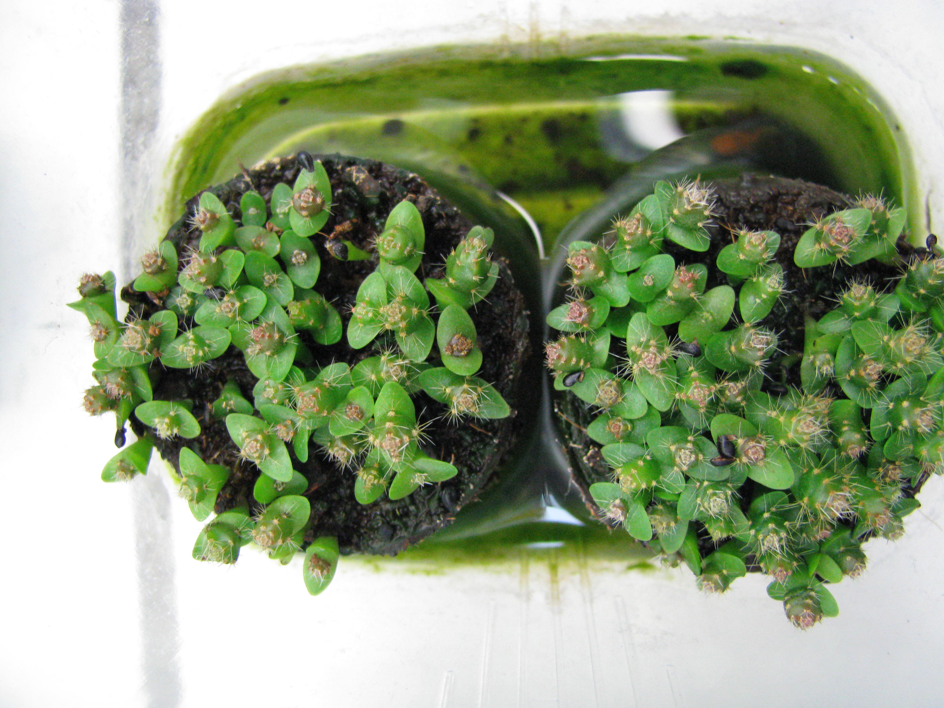 grnlilie chlorophytum comosum Chlorophytum (Grnlilie) kaufen? | Bertie