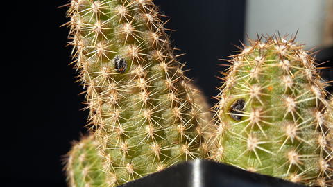 Kakteenforum