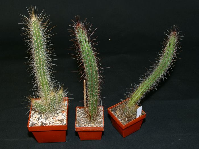 Aussaat 2009 nach dem zweiten Jahr