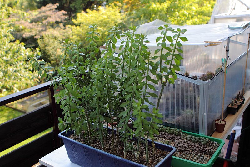 Pfropfen aus Pereskiopsis Hornhaut?