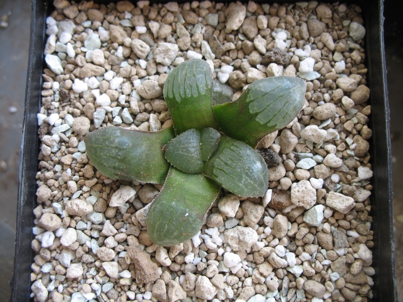 Für Haworthia Fans