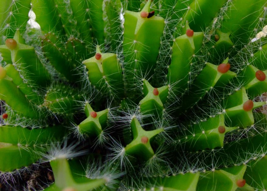 Hylocerus undatus bei Kaufland