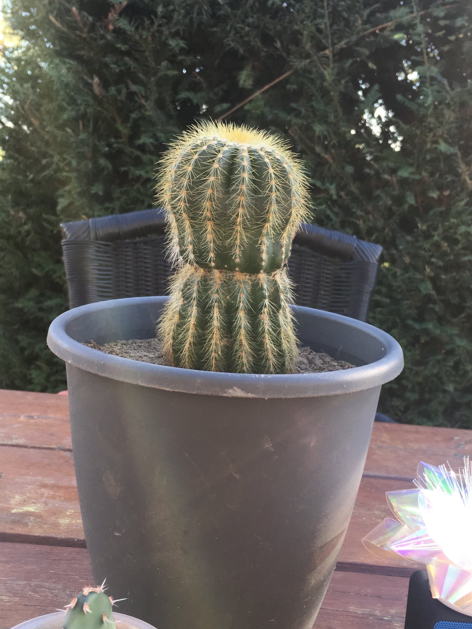 san pedro kaktus deutschland San Pedro Cactus